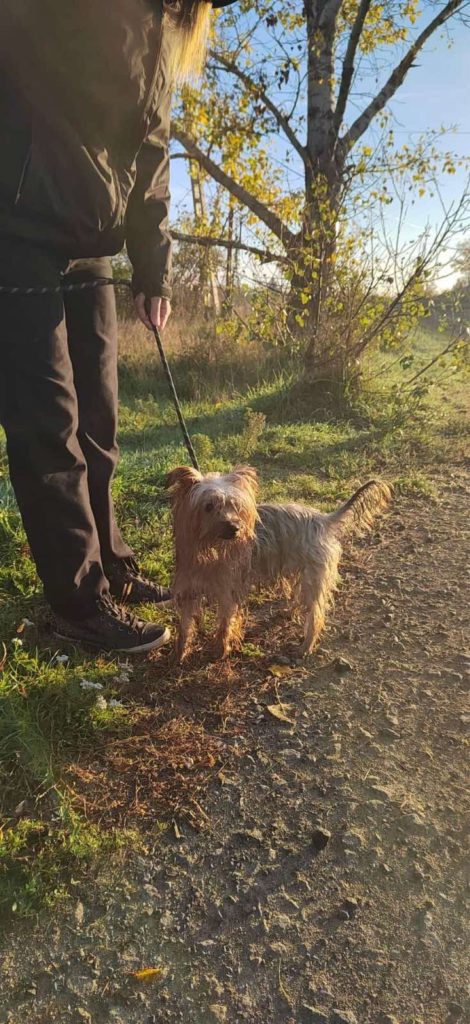 Yorkshire terrier kutya, Pablo