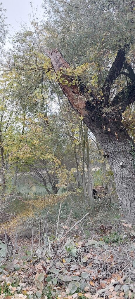 Szakértők vizsgálata alapján indulhat a faápolás, gallyazás Szentendrén